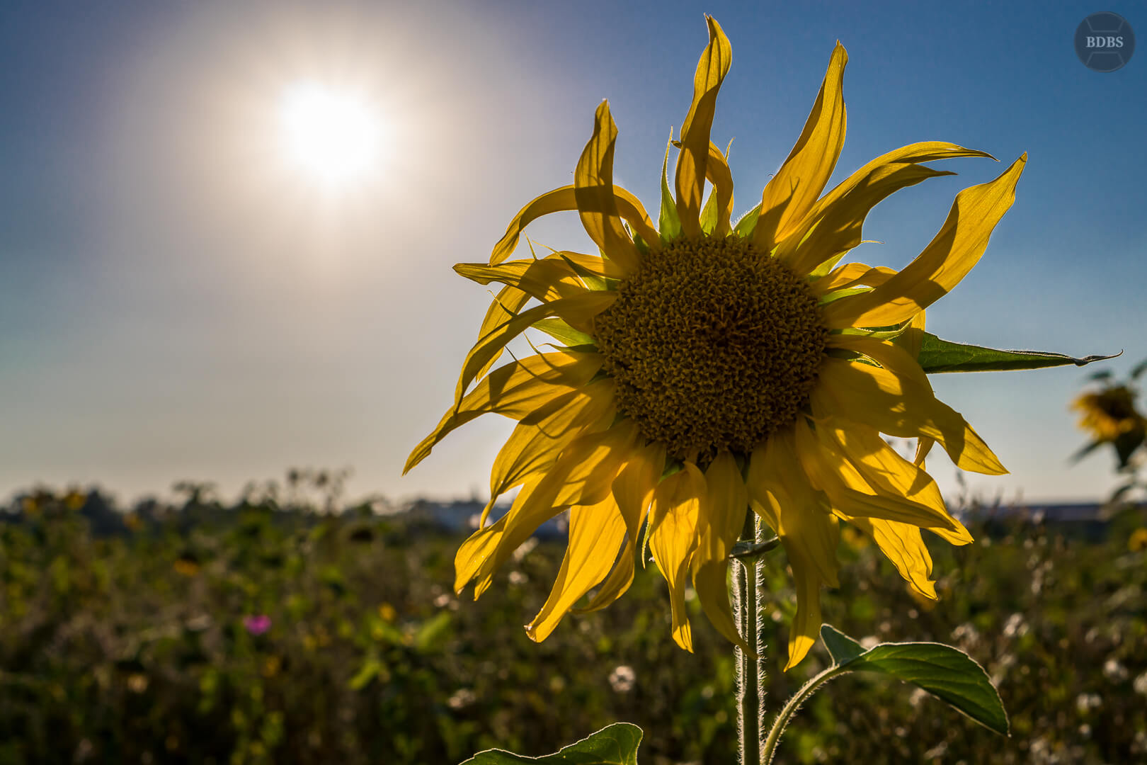 Intermezzo Sonnenblume