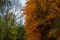 Herbst (ISO 100 - 35mm - f/8 - 1/80 Sek)