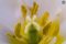 Makroaufnahmen Blumen (1)