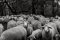 Die Schafsherde  (1/80 Sek - f4,0 - 70mm - ISO160)